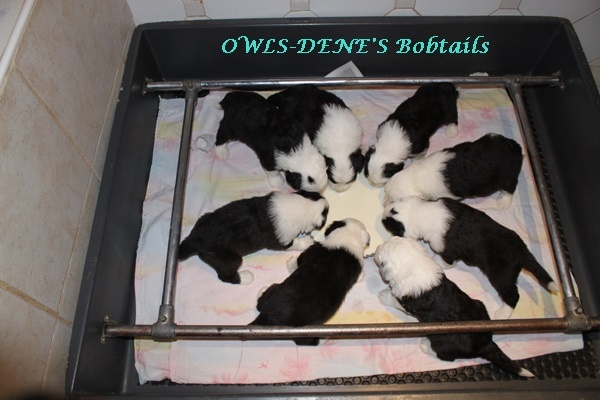 owls-dene's - Bobtail - Portée née le 15/03/2013