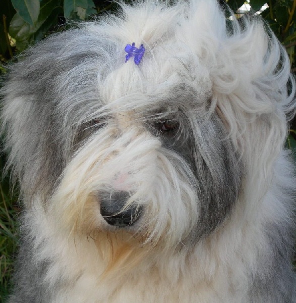 owls-dene's Upon a time