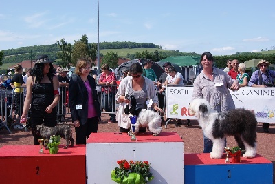 owls-dene's - 3 eme BEST Puppy Semur en Auxois