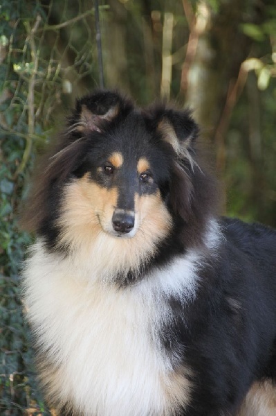 owls-dene's - Colley à poil long - Portée née le 25/03/2014