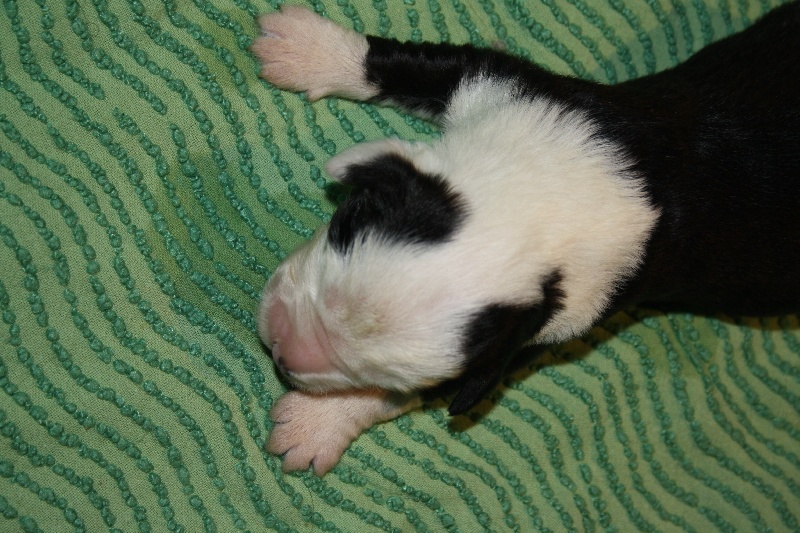 owls-dene's - Bobtail - Portée née le 25/03/2010