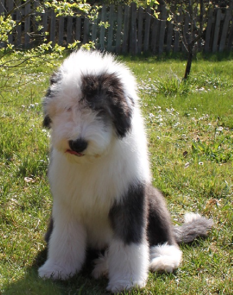 owls-dene's - Bobtail - Portée née le 15/10/2010